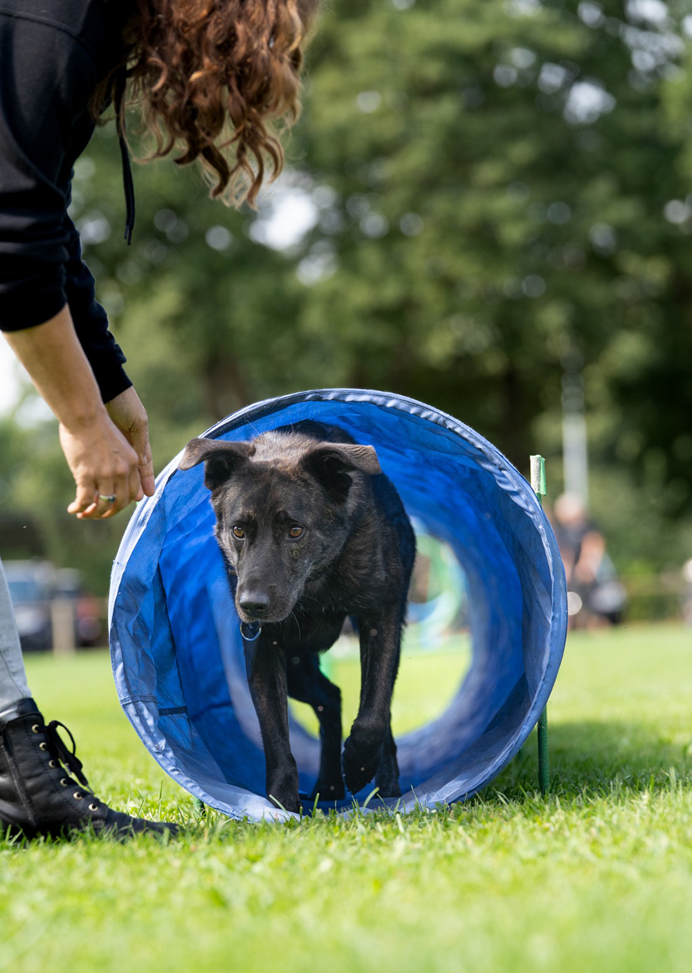 Blog van: Van chaos naar team – lessen van mijn hond